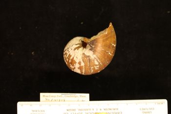 Media type: image; Malacology 141909